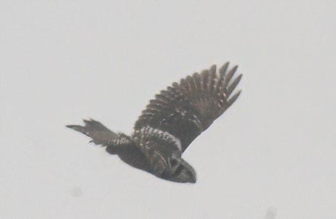 В Приозерске школьники сфотографировали редкую ястребиную сову В Приозерске школьники сфотографировали редкую ястребиную сову