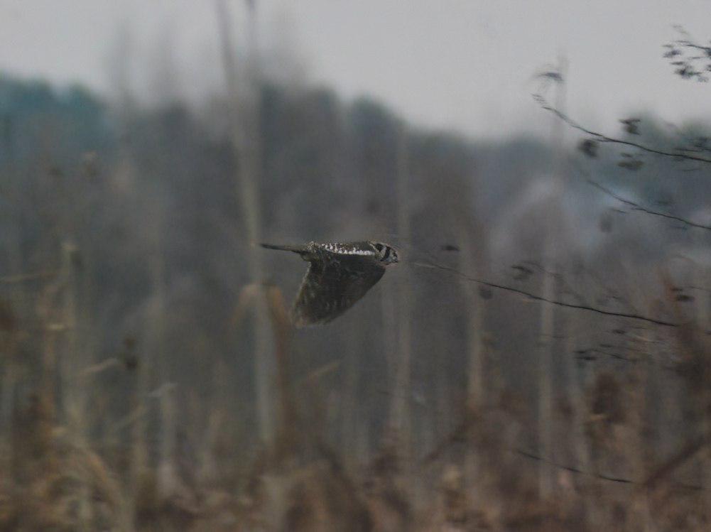 В Приозерске школьники сфотографировали редкую ястребиную сову В Приозерске школьники сфотографировали редкую ястребиную сову