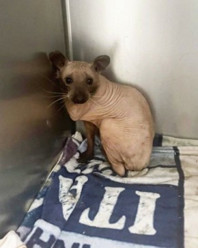 Если кому-то было интересно, как выглядит лысый енот, то вот он