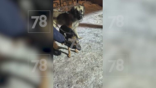 Жительница Петербурга пожаловалась на соседа, который избивает и морит голодом двух собак