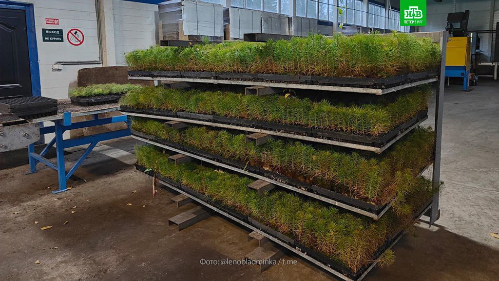 Ленобласть озеленяет Донбасс Ленобласть озеленяет Донбасс