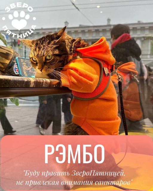 Верхи могут, низы хотят! В этой связи объявляем революцию — отныне в нашем пятничном ЗвероПосте будут участвовать и ваши любимки