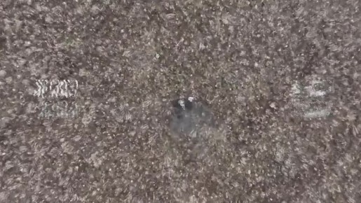 ,. Операция самоуничтожение запостилась тогда, когда эти два индивидуума решили походить по полю в момент пролета наших дронов