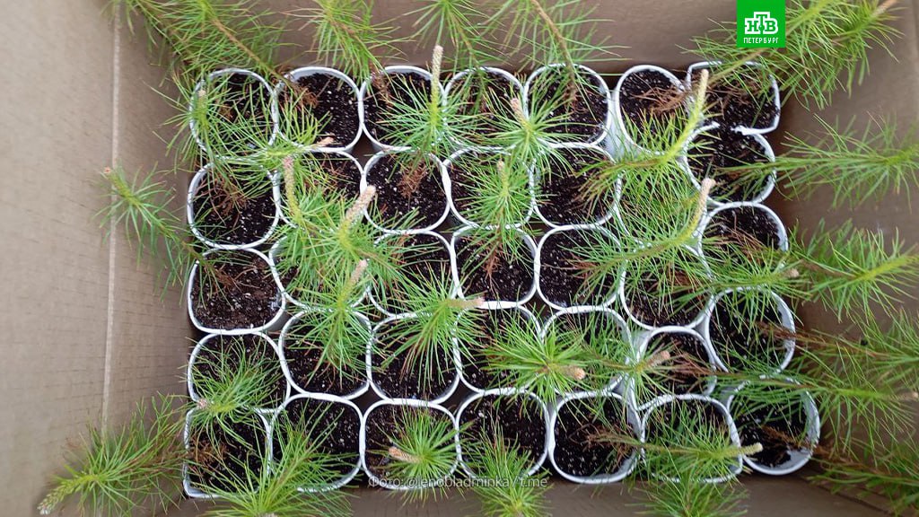 Ленобласть озеленяет Донбасс Ленобласть озеленяет Донбасс