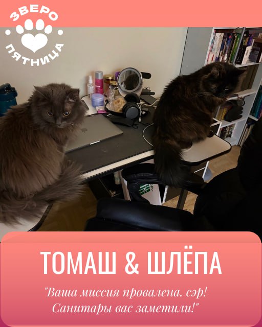 Верхи могут, низы хотят! В этой связи объявляем революцию — отныне в нашем пятничном ЗвероПосте будут участвовать и ваши любимки Верхи могут, низы хотят! В этой связи объявляем революцию — отныне в нашем пятничном ЗвероПосте будут участвовать и ваши любимки