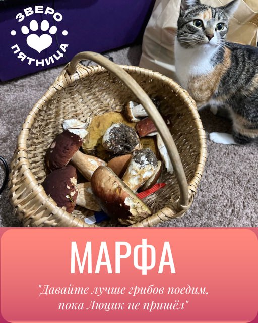 Верхи могут, низы хотят! В этой связи объявляем революцию — отныне в нашем пятничном ЗвероПосте будут участвовать и ваши любимки Верхи могут, низы хотят! В этой связи объявляем революцию — отныне в нашем пятничном ЗвероПосте будут участвовать и ваши любимки