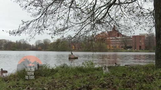 Большой баклан заинтересовал любопытного кота из Сестрорецка