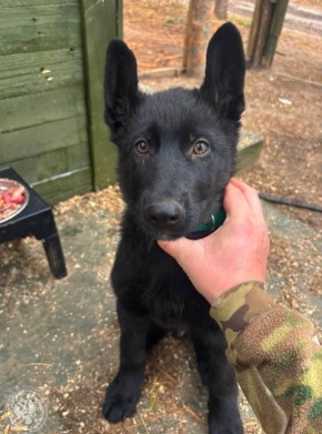 Два майора: Рубрика «Будни солдата»