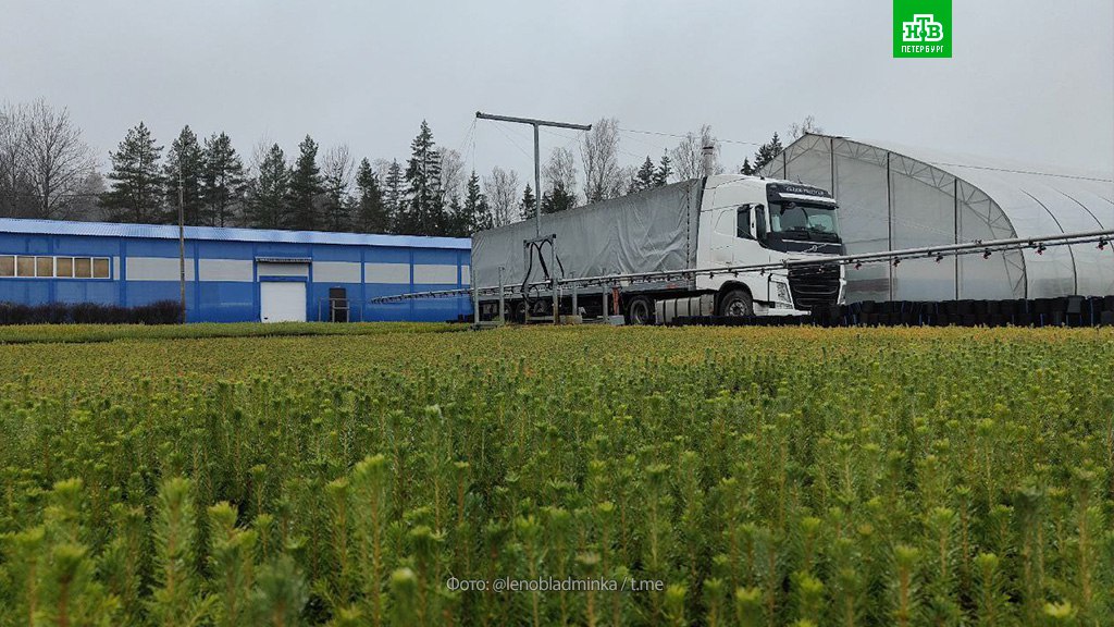 Ленобласть озеленяет Донбасс Ленобласть озеленяет Донбасс
