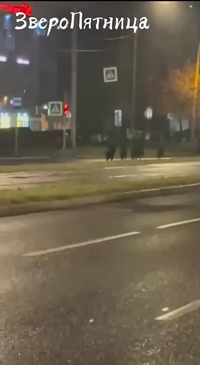 Бодрячком кабанчики прошвырнулись по главной улице Веселого поселка, попозировали зевакам и ушуршали дальше по своим делам