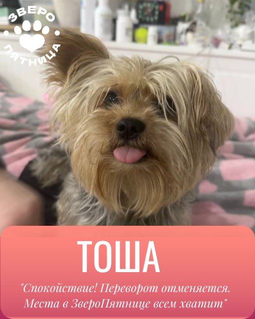 Верхи могут, низы хотят! В этой связи объявляем революцию — отныне в нашем пятничном ЗвероПосте будут участвовать и ваши любимки Верхи могут, низы хотят! В этой связи объявляем революцию — отныне в нашем пятничном ЗвероПосте будут участвовать и ваши любимки