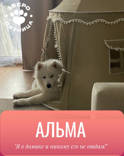 Верхи могут, низы хотят! В этой связи объявляем революцию — отныне в нашем пятничном ЗвероПосте будут участвовать и ваши любимки Верхи могут, низы хотят! В этой связи объявляем революцию — отныне в нашем пятничном ЗвероПосте будут участвовать и ваши любимки