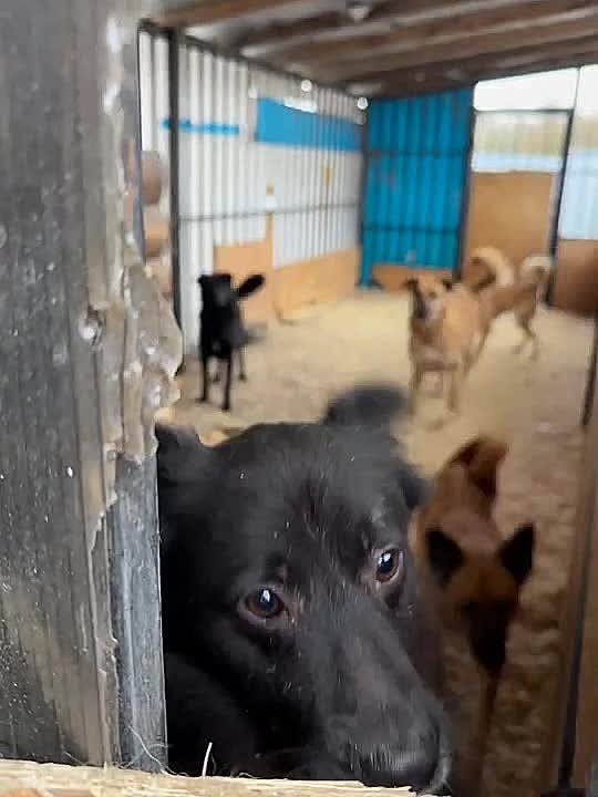 Юрий Баранчик: Друзья, не в ущерб себе, помогите пожалуйста приюту @serdce_druga