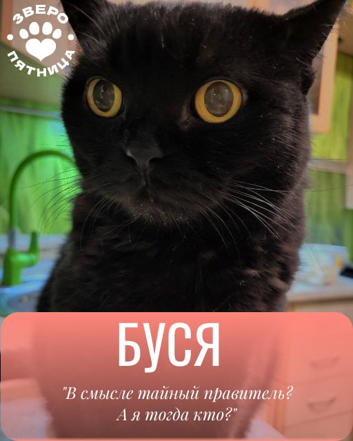 Верхи могут, низы хотят! В этой связи объявляем революцию — отныне в нашем пятничном ЗвероПосте будут участвовать и ваши любимки Верхи могут, низы хотят! В этой связи объявляем революцию — отныне в нашем пятничном ЗвероПосте будут участвовать и ваши любимки