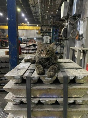 Юлия Витязева: Сегодня в стране отмечается День заводчанина!