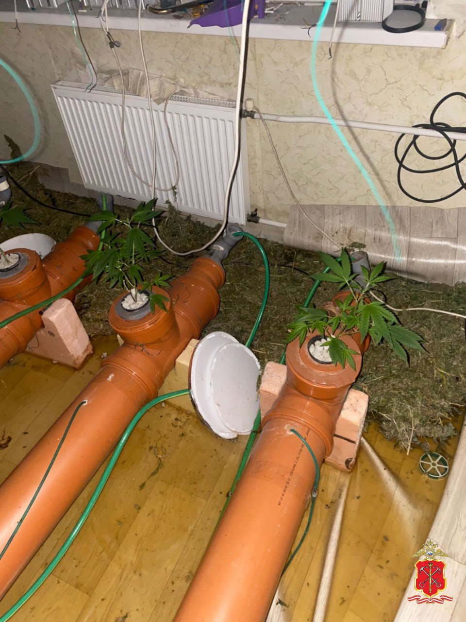 Жителя Пушкина задержали за организацию наркоплантации в арендованной квартире Жителя Пушкина задержали за организацию наркоплантации в арендованной квартире