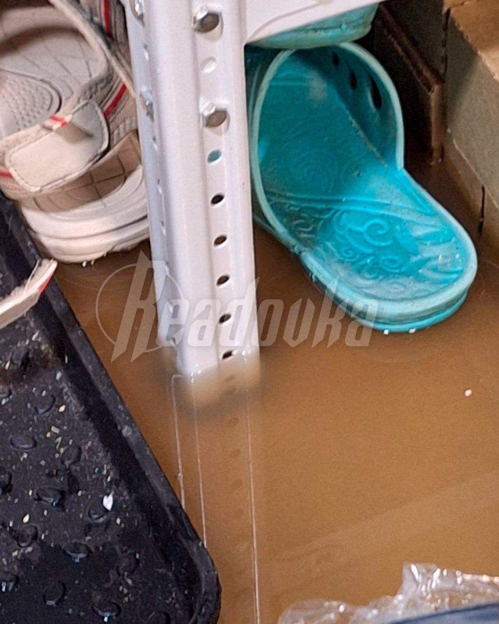 Приют с более чем 50 котами уходит под воду в Питере Приют с более чем 50 котами уходит под воду в Питере