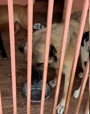 Малек Дудаков: Промозглая погода, холод пробирающий до костей нагрянули и выбили у приюта «Помоги жить» почву из под ног