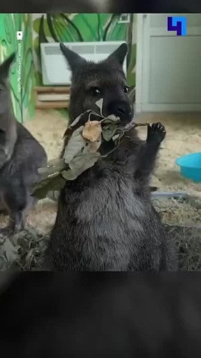 Кенгуренок из Челябинского зоопарка прославился из-за милой икоты