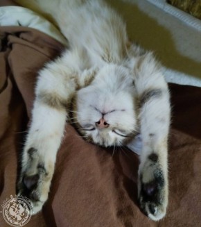 Два майора: Рубрика «Будни солдата»