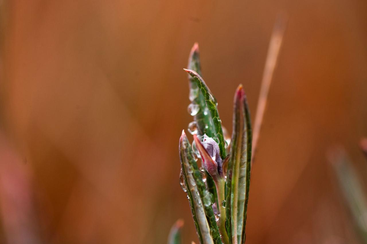 Александр Дрозденко поделился осенними снимками Нижне-Свирского заповедника Александр Дрозденко поделился осенними снимками Нижне-Свирского заповедника