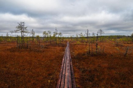 Александр Дрозденко поделился осенними снимками Нижне-Свирского заповедника