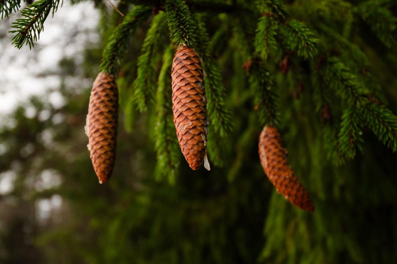 Александр Дрозденко поделился осенними снимками Нижне-Свирского заповедника Александр Дрозденко поделился осенними снимками Нижне-Свирского заповедника