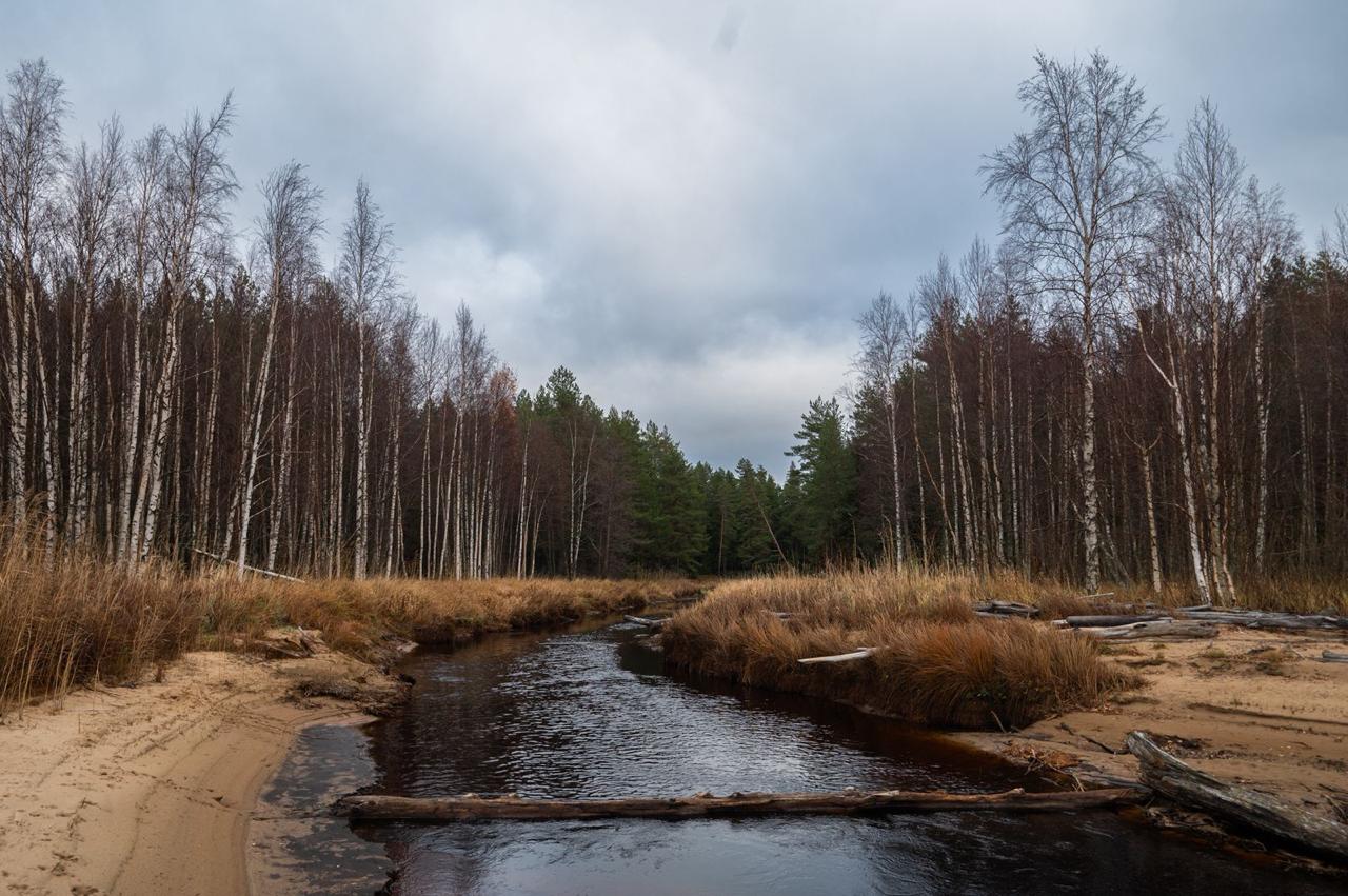 Александр Дрозденко поделился осенними снимками Нижне-Свирского заповедника Александр Дрозденко поделился осенними снимками Нижне-Свирского заповедника