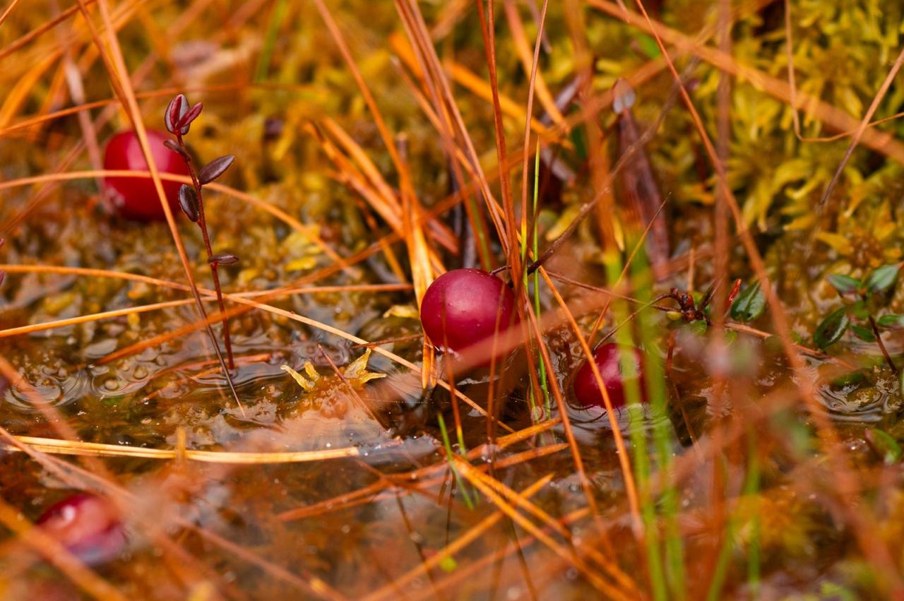Александр Дрозденко поделился осенними снимками Нижне-Свирского заповедника Александр Дрозденко поделился осенними снимками Нижне-Свирского заповедника
