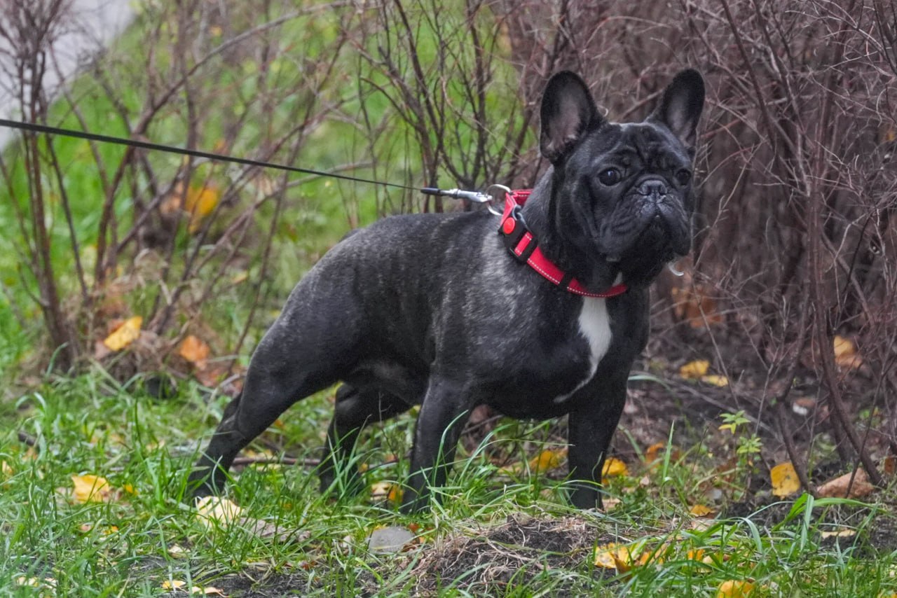 Александр Беглов подписал закон о содержании собак в Петербурге