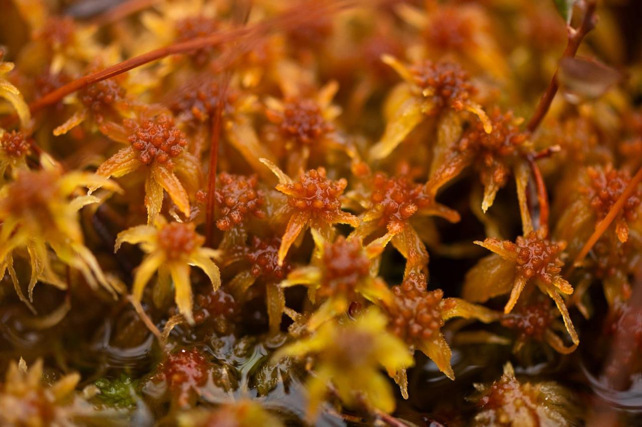 Александр Дрозденко поделился осенними снимками Нижне-Свирского заповедника Александр Дрозденко поделился осенними снимками Нижне-Свирского заповедника