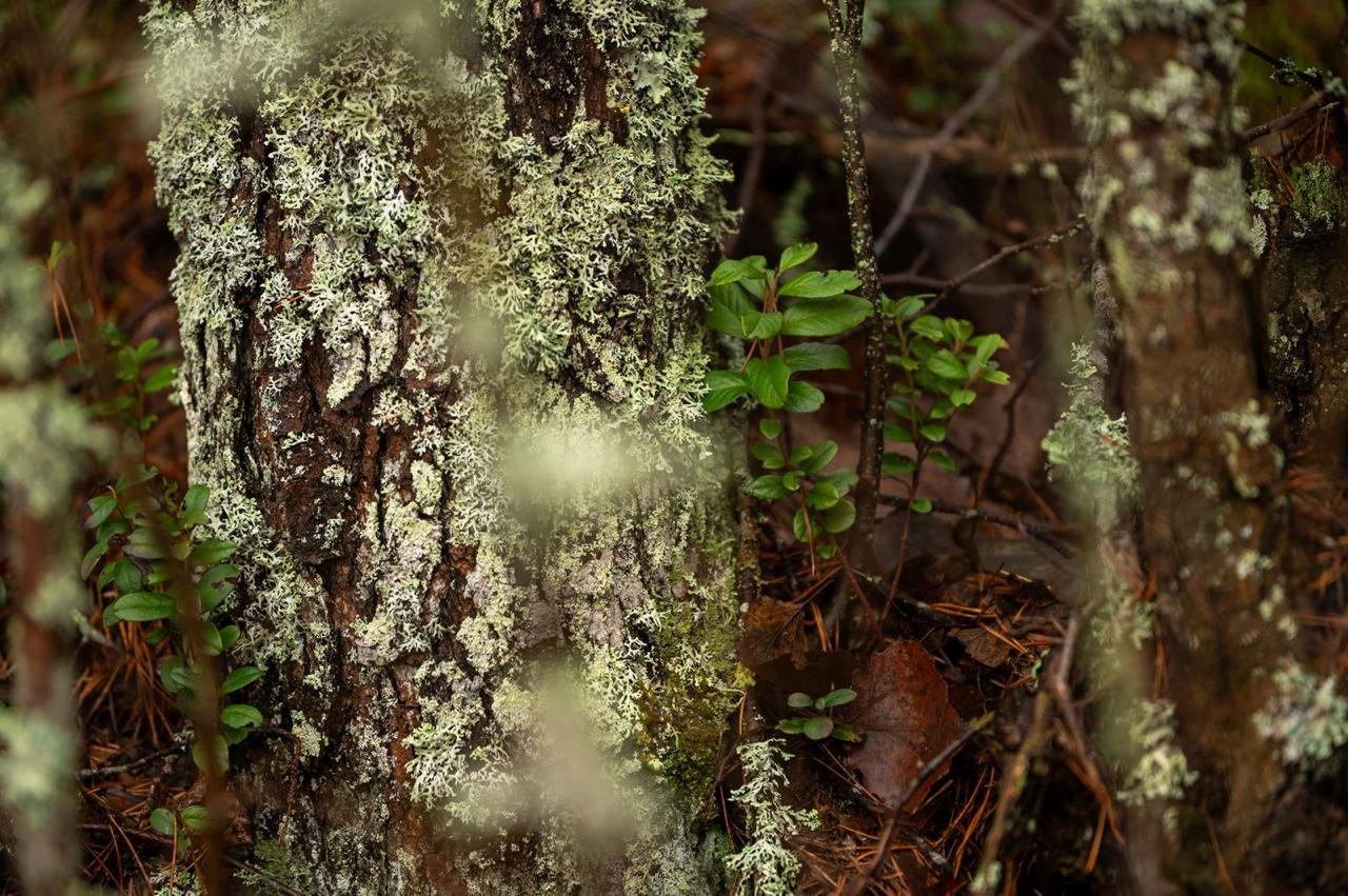 Александр Дрозденко поделился осенними снимками Нижне-Свирского заповедника Александр Дрозденко поделился осенними снимками Нижне-Свирского заповедника