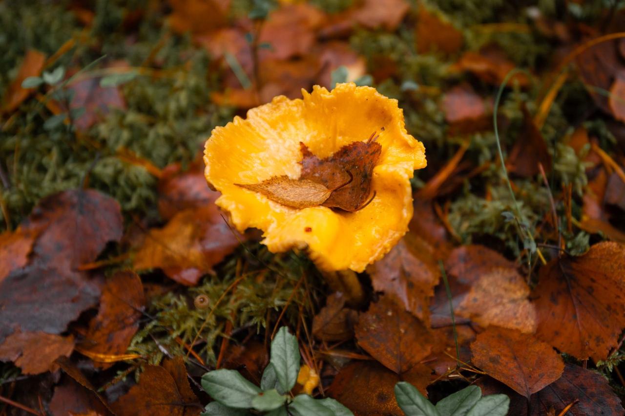 Александр Дрозденко поделился осенними снимками Нижне-Свирского заповедника Александр Дрозденко поделился осенними снимками Нижне-Свирского заповедника