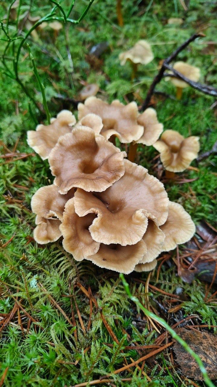 В Ленобласти начался сезон сбора трубчатых лисичек В Ленобласти начался сезон сбора трубчатых лисичек