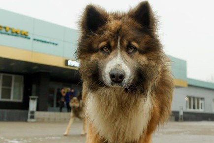 1 В Петербурге вводятся строгие правила содержания собак