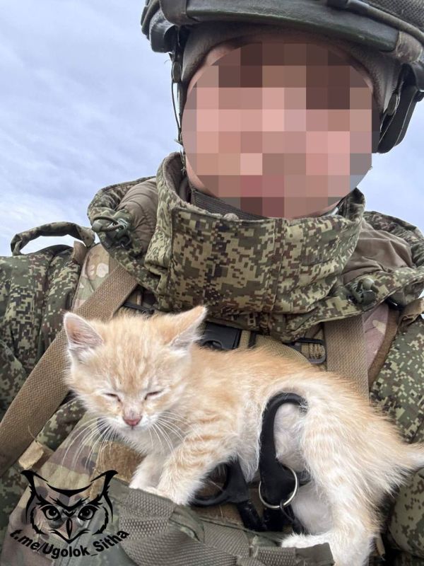 Фронтовые псы и коты (и не только), живущие на позициях армии России на разных направлениях СВО