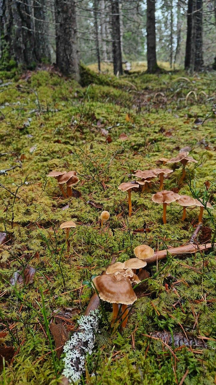 В Ленобласти начался сезон сбора трубчатых лисичек В Ленобласти начался сезон сбора трубчатых лисичек
