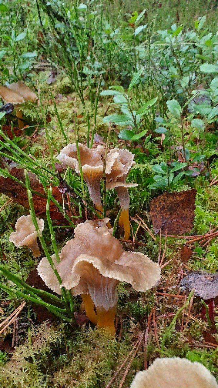 В Ленобласти начался сезон сбора трубчатых лисичек