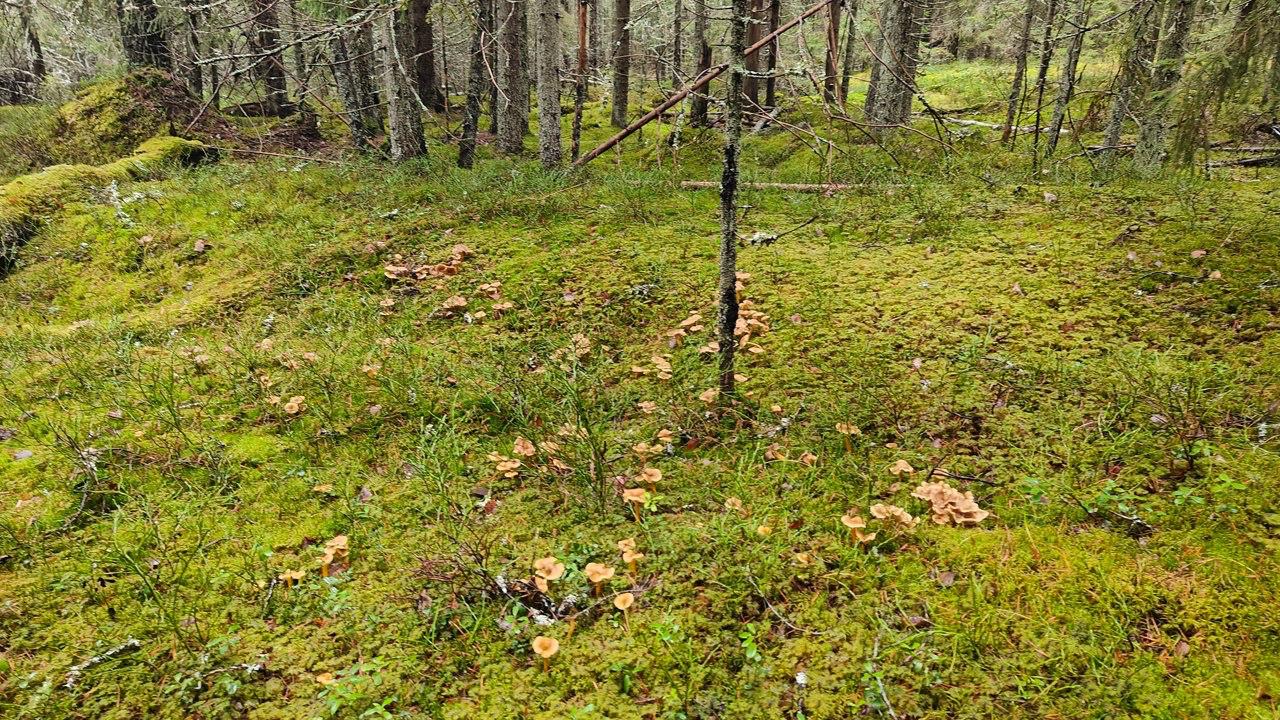 В Ленобласти начался сезон сбора трубчатых лисичек В Ленобласти начался сезон сбора трубчатых лисичек