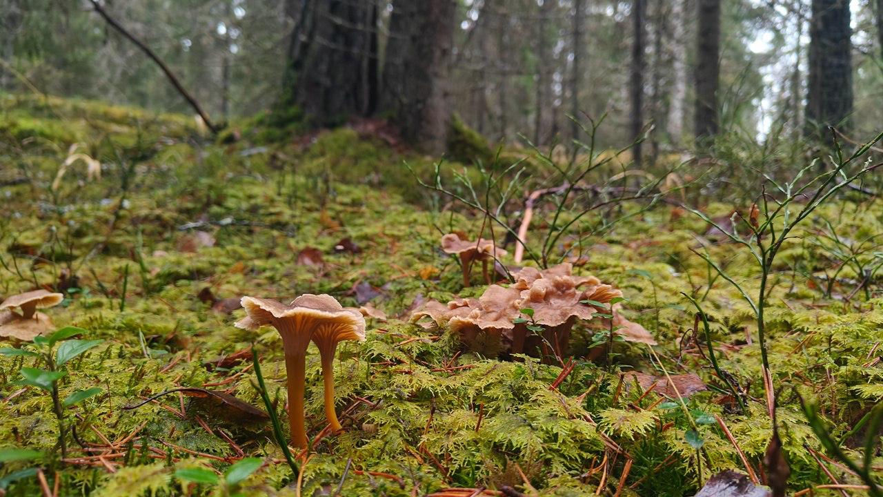 В Ленобласти начался сезон сбора трубчатых лисичек В Ленобласти начался сезон сбора трубчатых лисичек