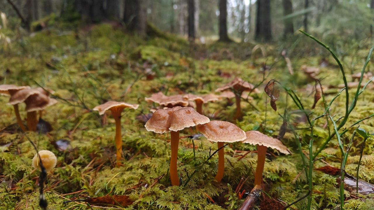 В Ленобласти начался сезон сбора трубчатых лисичек В Ленобласти начался сезон сбора трубчатых лисичек