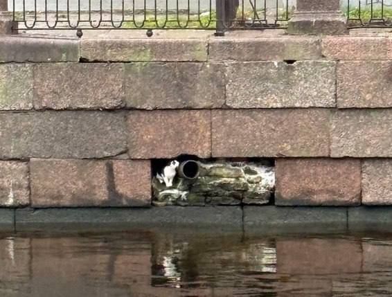 «Кошкиспас» просят о помощи