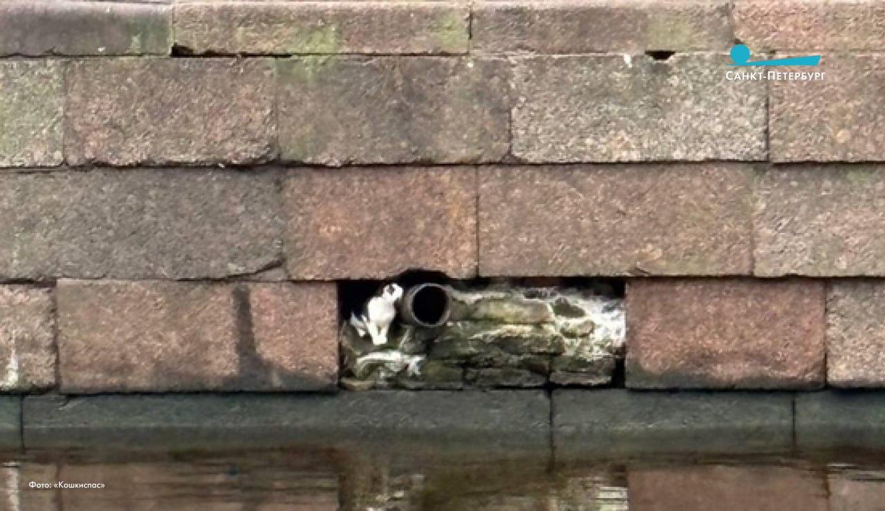 На набережной канала Грибоедова в Петербурге уже несколько дней пытаются вытащить кота, застрявшего возле дренажной трубы