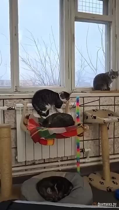 Летом приют для бездомных кошек «Новый дом» получил от города новое помещение — к декабрю они должны перебраться на Белградскую, 30. Во время переезда оказалось, что здание не готово принять хвостатых: в помещении нет ни...