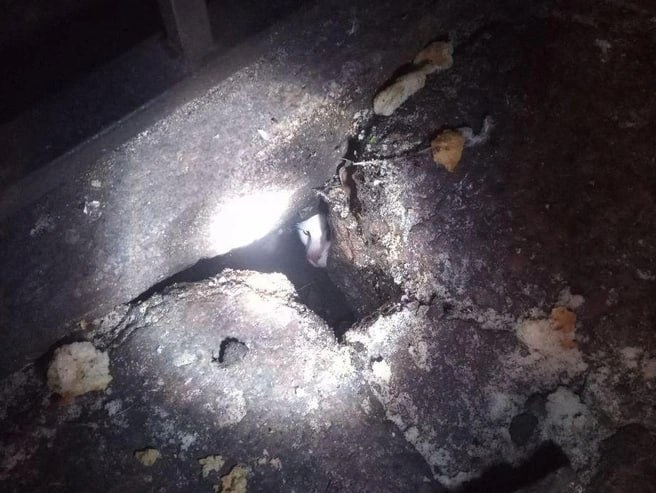 Кот, который почти неделю живёт в дренажной трубе набережной канала Грибоедова, отказывается выходить