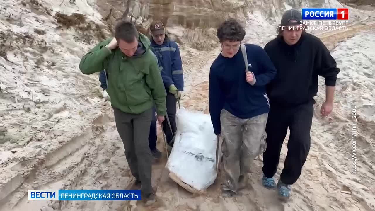 В карьере под Лугой палеонтологи раскопали пень возрастом 385 млн лет