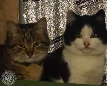 Два майора: Рубрика «Будни солдата»