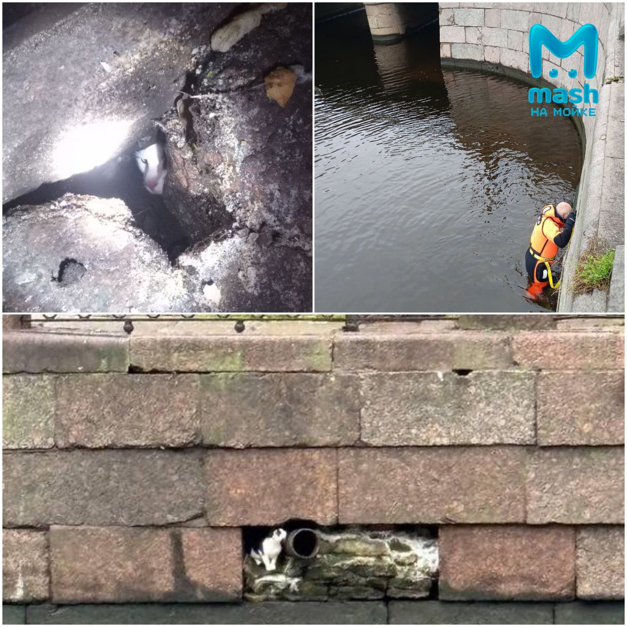 Спасение котярика из гранитных оков набережной продолжается — усатый уже седьмой день сидит в заточении на канале Грибоедова Спасение котярика из гранитных оков набережной продолжается — усатый уже седьмой день сидит в заточении на канале Грибоедова