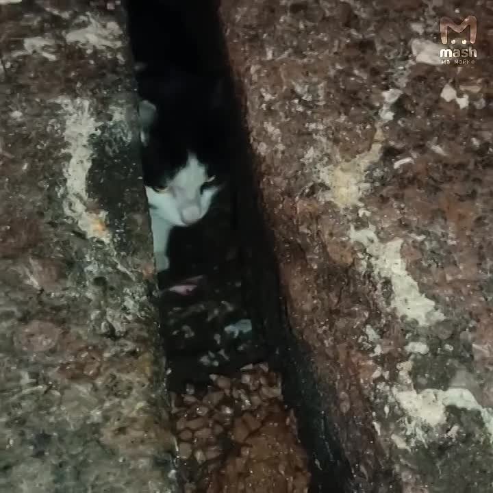 Спасение котярика из гранитных оков набережной продолжается — усатый уже седьмой день сидит в заточении на канале Грибоедова