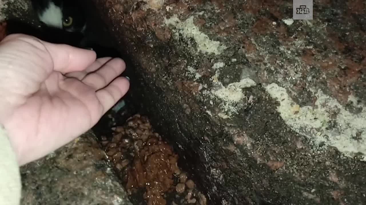 Котика с канала Грибоедова поймать не удалось, зато удалось накормить